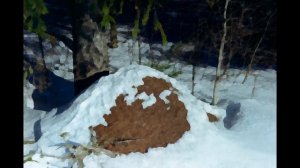 Апрель Маршак С.Я.