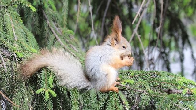 Пушистый сибирский бельчонок смотреть онлайн
