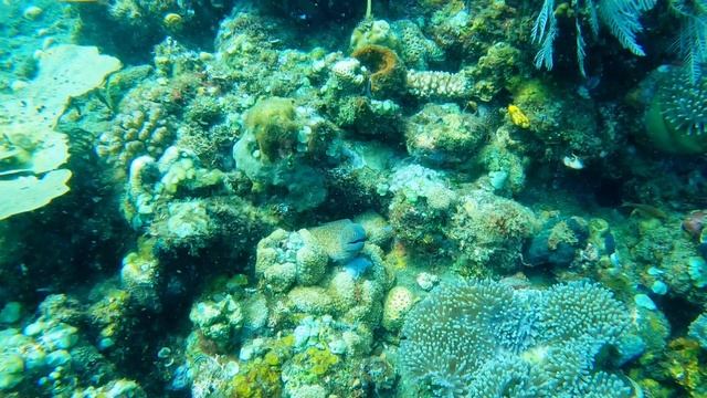 Дайвинг с Муреной. Бали