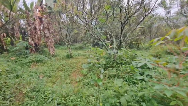 Menemukan Puluhan Terong Lalap yang Tersembunyi ditengah Perkebunan Jeruk смотреть онлайн