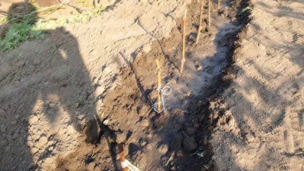 Виноградная школка. Посадка черенков в школку.