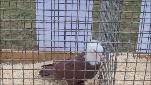 Мой фильм ярмарка светлог.mp4