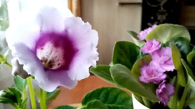 Глоксиния и фиалка цветут 🌸🌸🌸 смотреть онлайн
