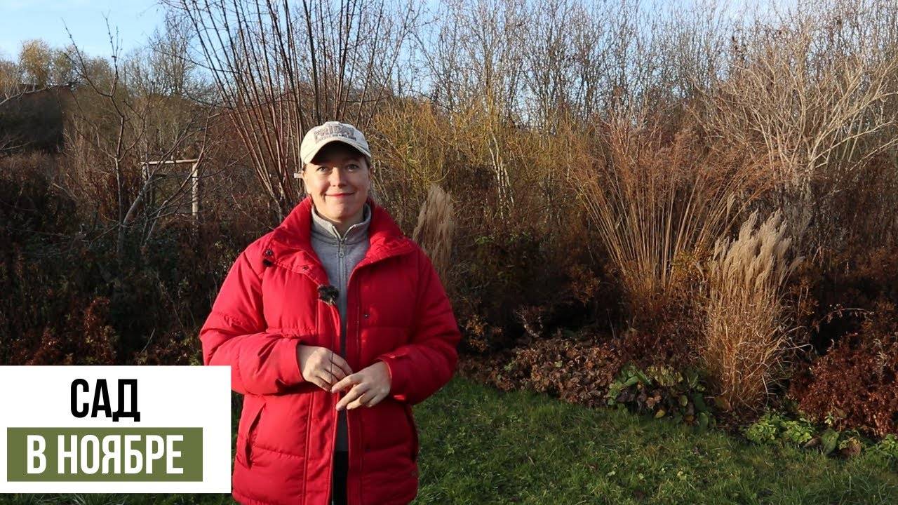 В ноябре сад еще прекраснее! Природный стиль сада смотреть онлайн