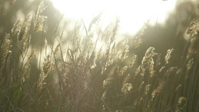 A Spring Morning - Find New Awakenings with Warm Piano Music, Spring Nature Videos and Sounds смотреть онлайн