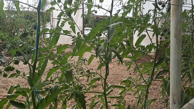 Combaterea Ploșniței Verzi la tomate combat Nezara Viridula cu @GradinaBio смотреть онлайн