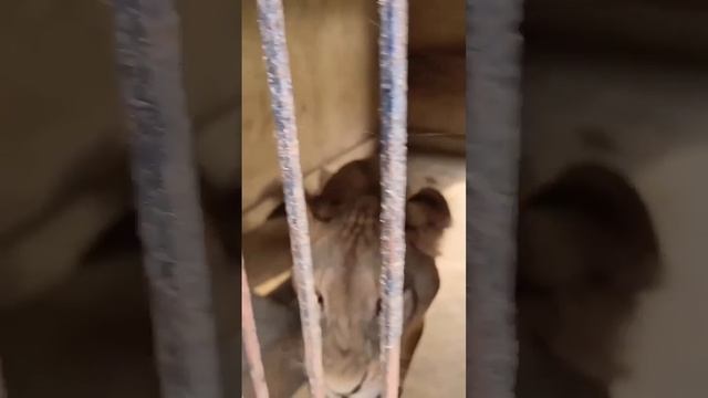 zzz... красавица в клетке смотреть онлайн