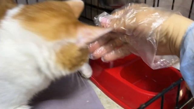 СИБАС смотреть онлайн