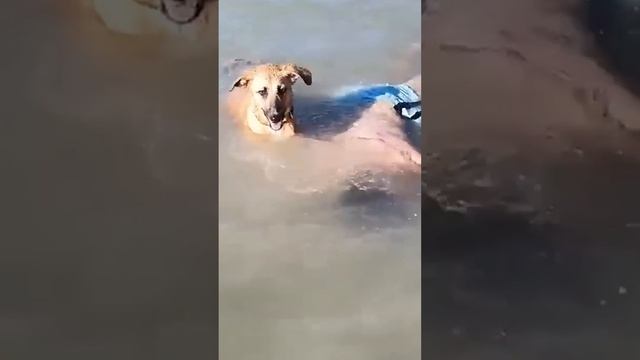 Отдых на море опасен/Holidays at sea are dangerous #t #funny #юмор #memes #смех #приколы смотреть онлайн