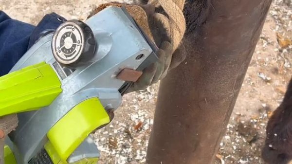 無比震驚!毛驢瘸腿走路十分痛苦,病因竟是蹄內被蟲蛀空!師父用磨蹄機削掉壞蹄後,安裝新馬蹄鐵塗藥治療,毛驢痊癒了!