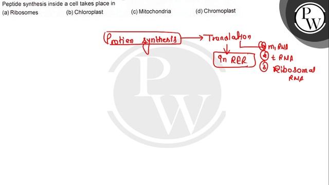 Peptide synthesis inside a cell takes place in
(a) Ribosomes
(b) Ch... смотреть онлайн