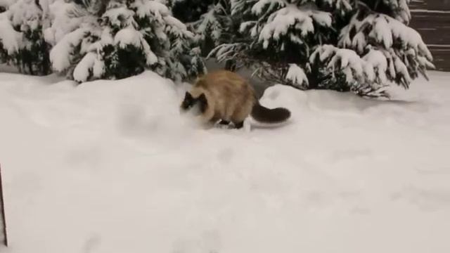 2021-01-27- кот Синус и новый снег смотреть онлайн