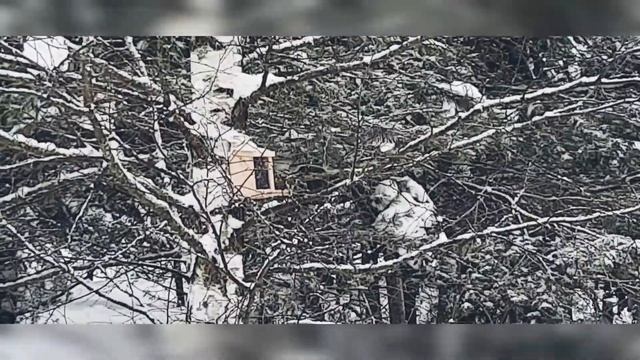 Синички таскают семечки у белки из кормушки))) смотреть онлайн