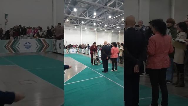 ЮНИОРЫ СУКИ ЕВРАЗИЯ 2024 17 ноября смотреть онлайн