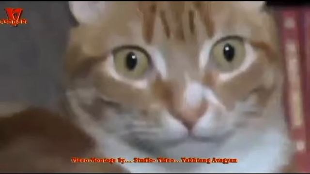 Наседка в камере ........ смотреть онлайн