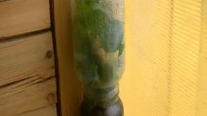 Выращивание из зелёных ростков, жалко стало выбрасывать