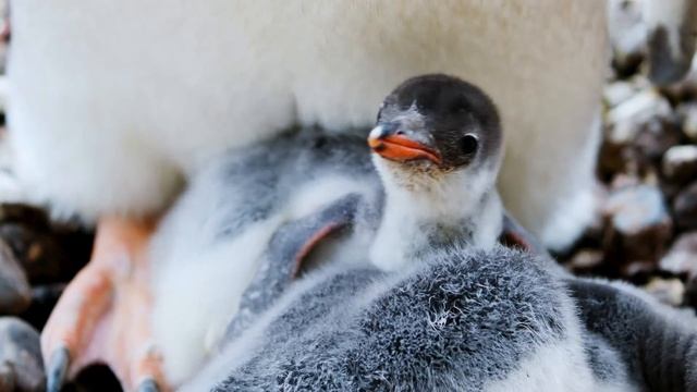 "Инвентаризация". 20 ноября. Сегодня-лучший путь. Ежедневник для созависимых. смотреть онлайн