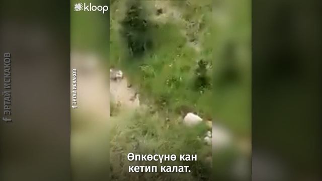Аксыда «жол күзөтчүлөрүнөн качкан» делген өспүрүм каза тапты смотреть онлайн
