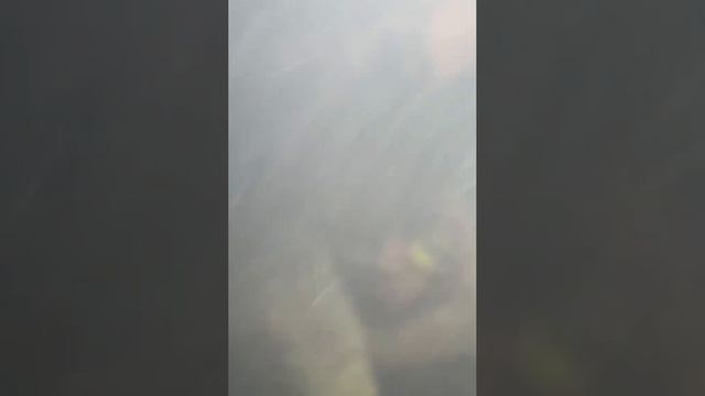 Момент прилета российского FPV-дрона по движущемуся автомобилю с противником.