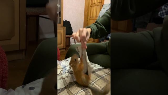 Маша розважає нас як може))😍 Домашня Білка😘 Животные смотреть онлайн