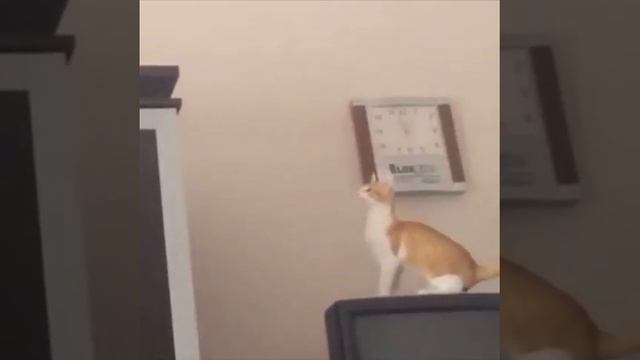 Idiota Vines неудачный прыжок кота смотреть онлайн