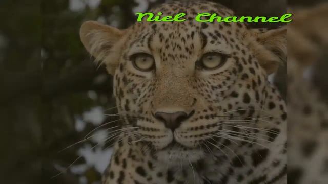 WILD/WILDLIFE/ WILD ANIMALS/ FAUNA/ FLORA/ PLANET EARTH/ NATURE/NATGEO/ANIMALS/KENYA/AFRICA/SAFARI смотреть онлайн