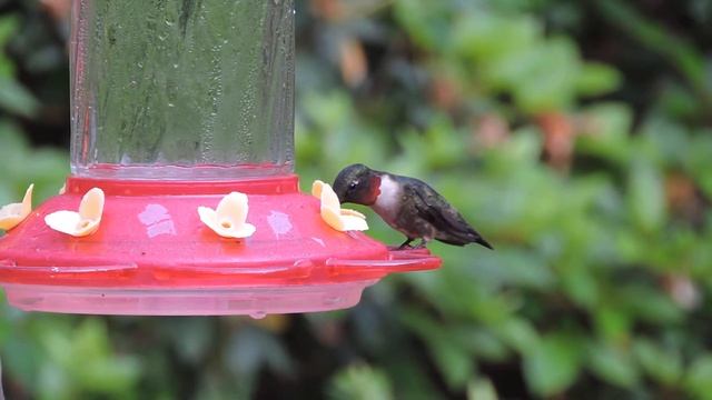 A male Ruby-throated Hummingbird in Diamondhead, Mississippi. смотреть онлайн