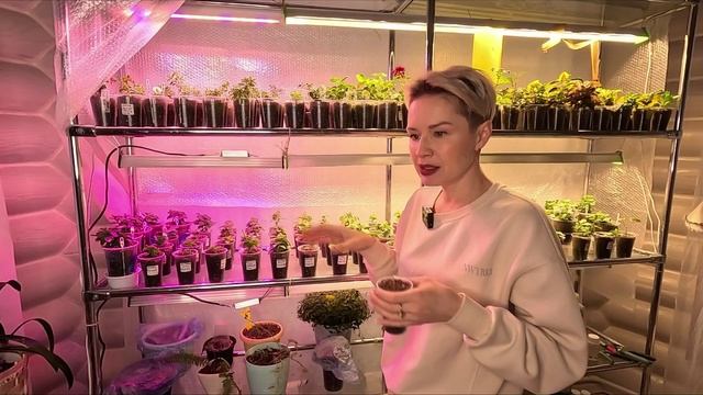 ВЕРНУЛАСЬ ИЗ МОСКВЫ И СРАЗУ К РАССАДНОМУ СТЕЛЛАЖУ. смотреть онлайн