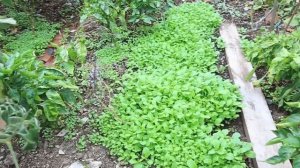 Сидерат - горчица белая. Посадка, выращивание и заделка в почву