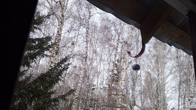 Видеоблагодарность Татьяне Александровне за помощь нашим маленьким друзьям белкам. смотреть онлайн