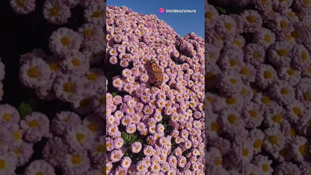 Крым, море смотреть онлайн