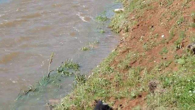 Собаки средь деревни жрут баранов и никого не боятся смотреть онлайн