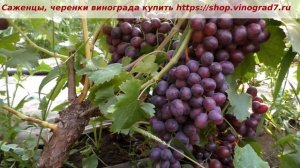 24 июля созревает виноград Альянс. Грозди по полтора кг с крупной ягодой ызывают восторг и уважение