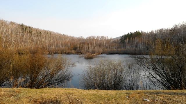 Огари и гуси на тихих озёрах Забайкалья смотреть онлайн