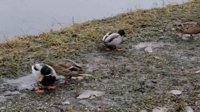 Кормим уток. Селезень без хвоста (Колобок)/We feed ducks. Drake without a tail(the Little Round Bun смотреть онлайн