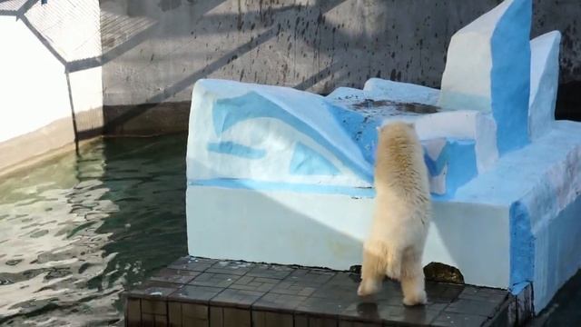 Медвежонок Стрелка радует зрителей фонтаном брызг, красивыми прыжками и игрой в волейбол. смотреть онлайн