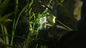 Оксидатор в аквариуме. Söchting Oxydator Mini