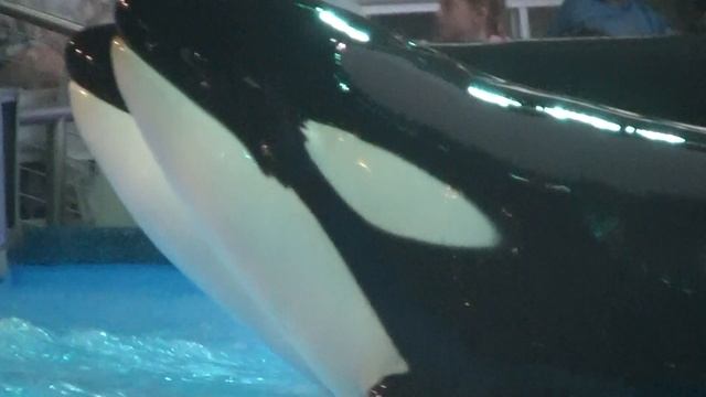 One Ocean (Full Show) July 19 2017 - SeaWorld Orlando