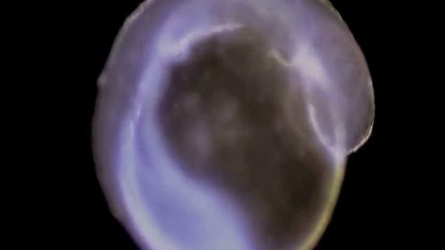 Congreso Simbiosis.mov смотреть онлайн