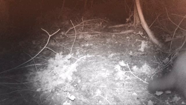 Sixty seconds of pure Irish Nature - Forest Animals смотреть онлайн