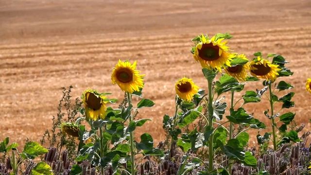 Beautiful Sunflowers Natural Sounds||Relaxing Tone Of The Sunflower Garden||Yellow Sunflowers In 4K