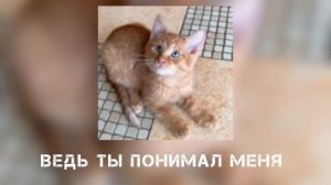 Simbachka - Почему Же Ты Ушёл (в память о Симбе) [ТЕКСТ]