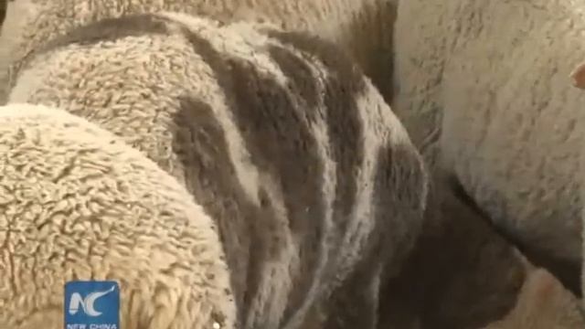 China produces world's first colorful sheep with gene editing смотреть онлайн