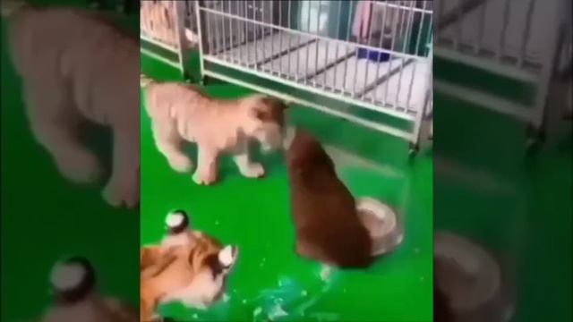 Ясли для зверят.👏🤗😊 смотреть онлайн