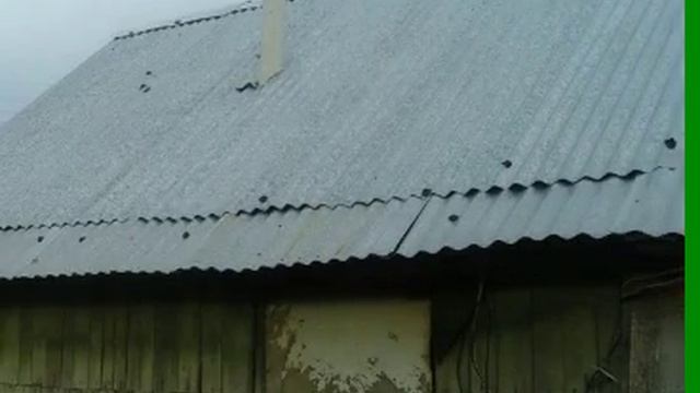 Моя любимая семья... My females... смотреть онлайн