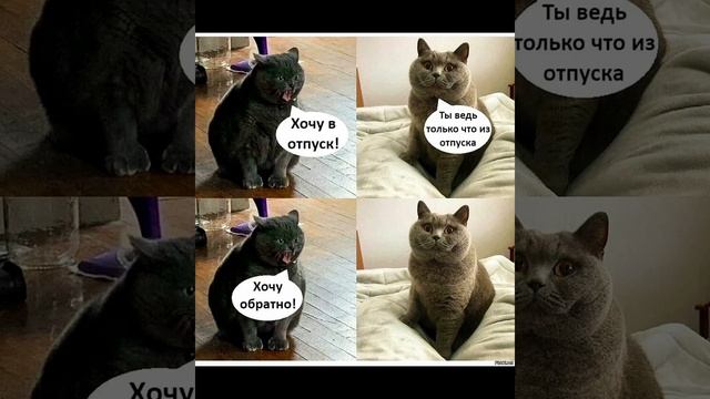 блины вкуснее в отпуске смотри смешные картинки мемы котики приколы 🤣 смотреть онлайн