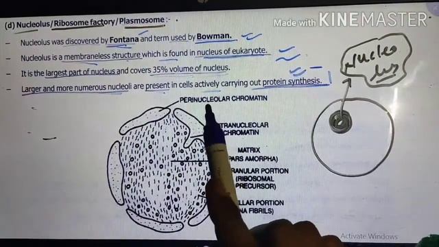 Nucleolus смотреть онлайн
