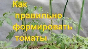 Как формировать томаты в открытом грунте Лидирующий пасынок смотреть онлайн
