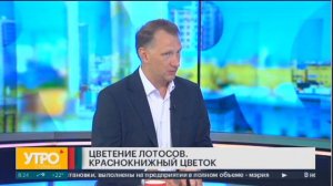 В Хабаровском крае зацвели лотосы. Чем уникален лотос Комарова и как сохранить это чудо природы.