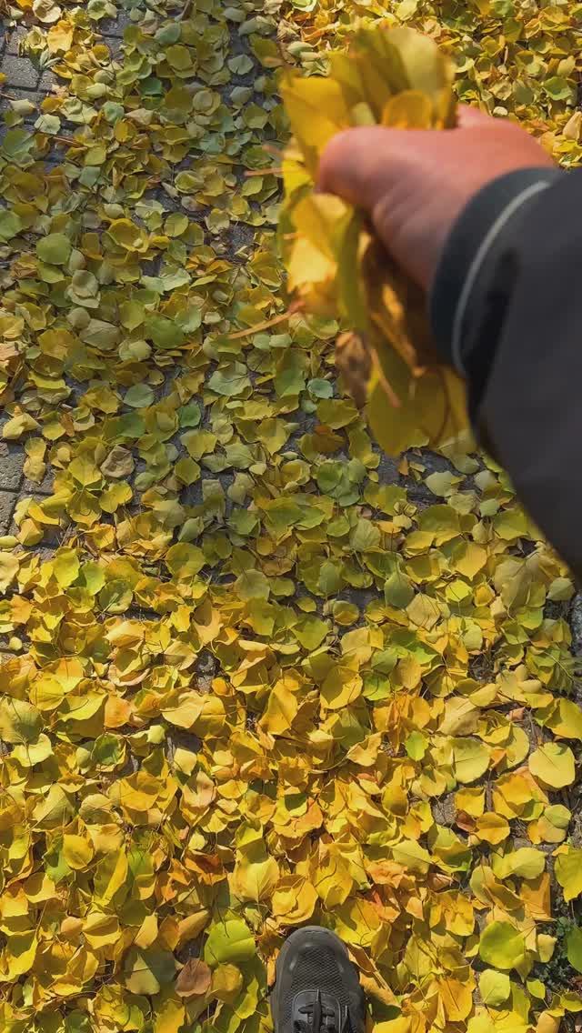 Цвет настроения желтый. Крым, осень в Джанкое. 17 ноября 2024г. #крым #осень #джанкой смотреть онлайн